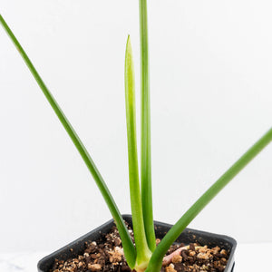 Thaumatophyllum Spruceanum Mint Variegated (wk37-L133)