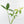 Thaumatophyllum Spruceanum Mint Variegated (wk37-L133)