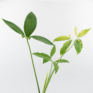 Thaumatophyllum Spruceanum Mint Variegated (wk37-L133)
