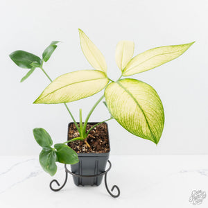 Thaumatophyllum spruceanum Mint Variegated (wk25-A)