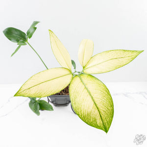 Thaumatophyllum spruceanum Mint Variegated (wk25-A)