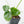 Thaumatophyllum spruceanum Mint Variegated (wk25-A)