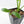 Thaumatophyllum spruceanum Mint Variegated (wk25-A)
