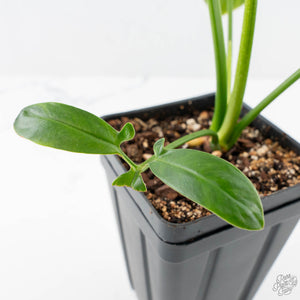 Thaumatophyllum spruceanum Mint Variegated (wk25-A)