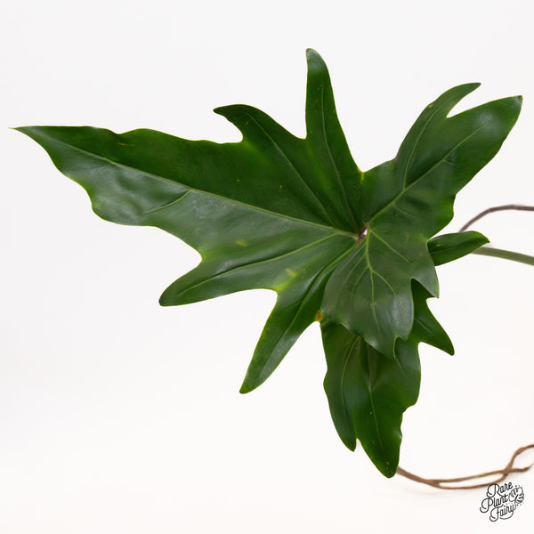 Thaumatophyllum Angela Variegated (wk36-O)