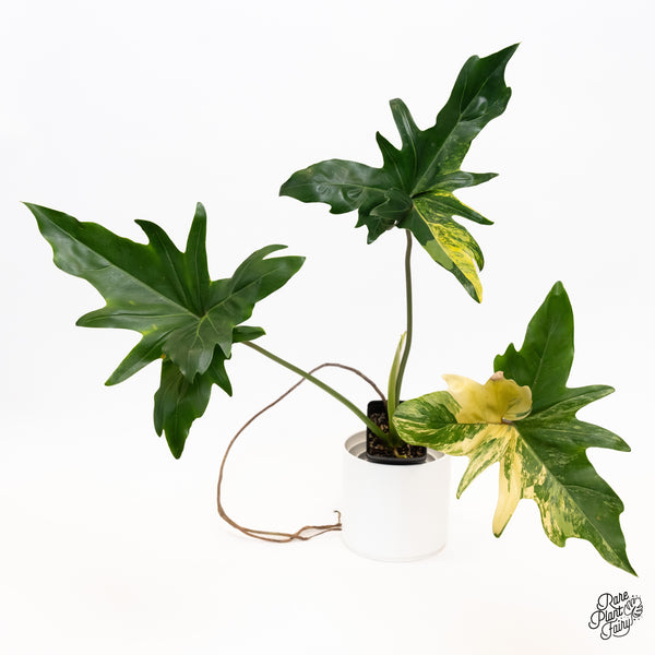 Thaumatophyllum Angela Variegated (wk36-O)