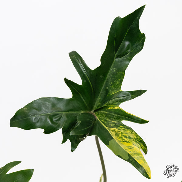 Thaumatophyllum Angela Variegated (wk36-O)