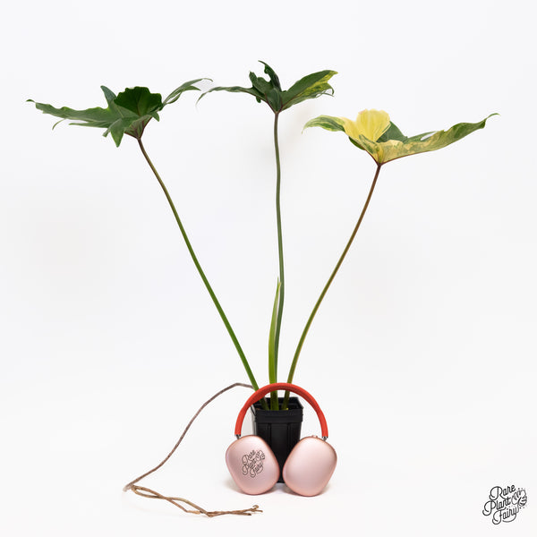 Thaumatophyllum Angela Variegated (wk36-O)