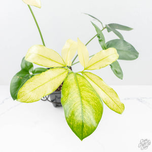 Thaumatophyllum spruceanum Mint Variegated (wk22-A)