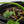 Thaumatophyllum Spruceanum Mint Variegated (previously Philodendron Goeldii) (wk35-B) *Multiple Growth Points*