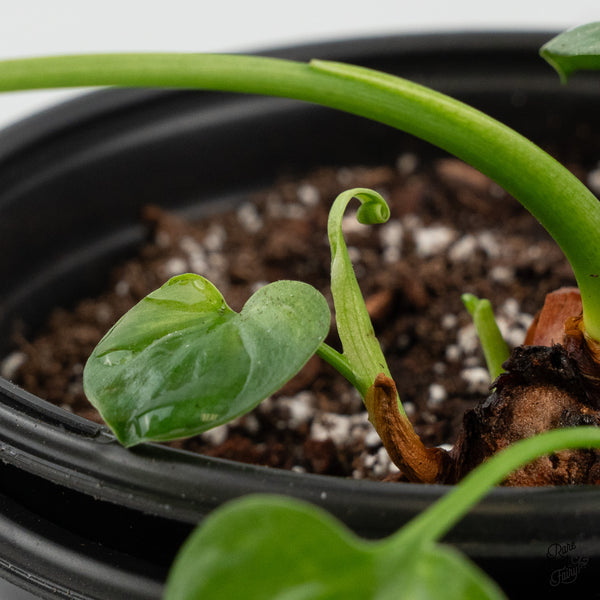Thaumatophyllum Spruceanum Mint Variegated (previously Philodendron Goeldii) (wk35-B) *Multiple Growth Points*