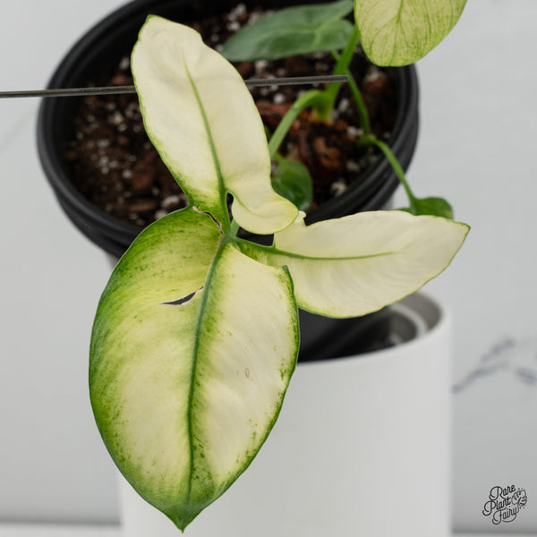 Thaumatophyllum Spruceanum Mint Variegated (previously Philodendron Goeldii) (wk35-B) *Multiple Growth Points*