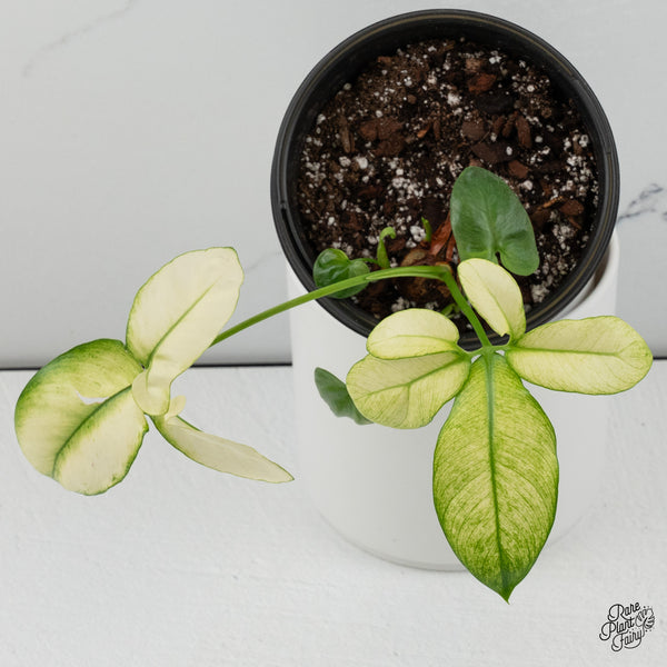 Thaumatophyllum Spruceanum Mint Variegated (previously Philodendron Goeldii) (wk35-B) *Multiple Growth Points*