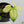 Thaumatophyllum Spruceanum Mint Variegated (previously Philodendron Goeldii) (wk35-B) *Multiple Growth Points*