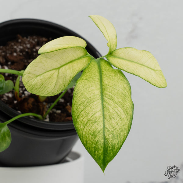 Thaumatophyllum Spruceanum Mint Variegated (previously Philodendron Goeldii) (wk35-B) *Multiple Growth Points*