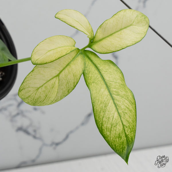 Thaumatophyllum Spruceanum Mint Variegated (previously Philodendron Goeldii) (wk35-B) *Multiple Growth Points*