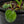 Thaumatophyllum Spruceanum Mint Variegated (previously Philodendron Goeldii) (wk35-B) *Multiple Growth Points*