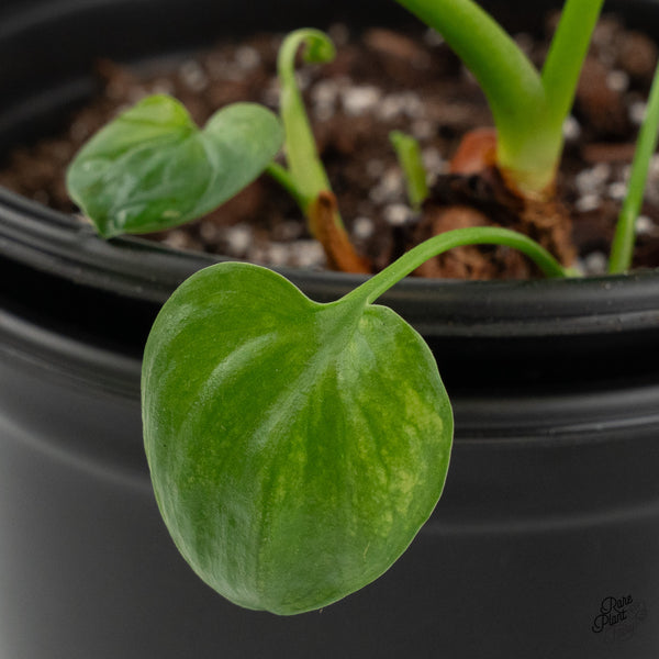 Thaumatophyllum Spruceanum Mint Variegated (previously Philodendron Goeldii) (wk35-B) *Multiple Growth Points*