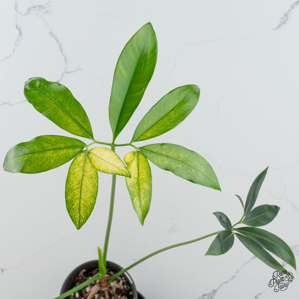 Thaumatophyllum Spruceanum Mint Variegated (wk49-Q)