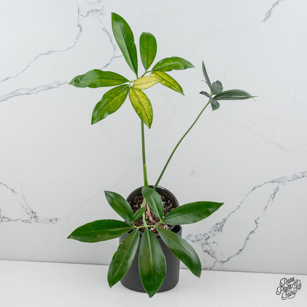 Thaumatophyllum Spruceanum Mint Variegated (wk49-Q)