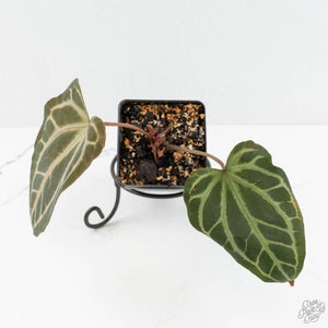 Anthurium Thor's Lightning '51' x Crystal Red '12' by DocBlock® (wk18-H)