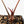 Anthurium Thor's Lightning '51' x Crystal Red '12' by DocBlock® (wk18-H)