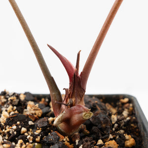 Anthurium Thor's Lightning '51' x Crystal Red '12' by DocBlock® (wk18-H)