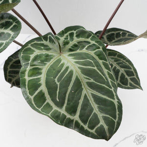 Anthurium Thor's Lightning '51' x Michelle '10' by DocBlock (wk40-L332)