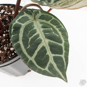 Anthurium Thor's Lightning '51' x Michelle '10' by DocBlock (wk40-L332)