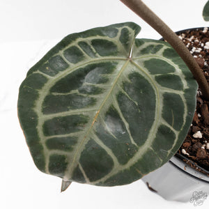 Anthurium Thor's Lightning '51' x Michelle '10' by DocBlock (wk40-L332)