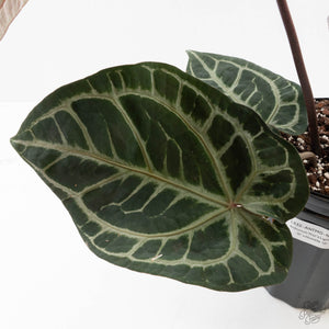Anthurium Thor's Lightning '51' x Michelle '10' by DocBlock (wk40-L332)