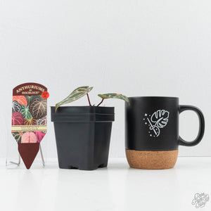 Anthurium Tortoise Shell Grey '36' x self by DocBlock® (wk25-A)