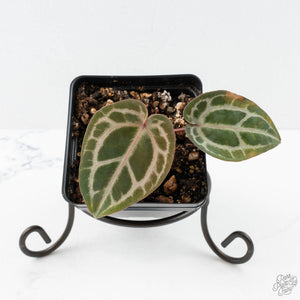 Anthurium Tortoise Shell Grey '36' x self by DocBlock® (wk25-A)