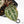 Anthurium Tortoise Shell Grey '36' x self by DocBlock® (wk25-A)