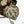 Anthurium Tortoise Shell Grey '36' x self by DocBlock® (wk24-H)