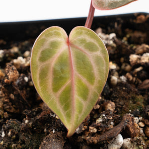 Anthurium Tortoise Shell Grey '36' x self by DocBlock® (wk24-H)