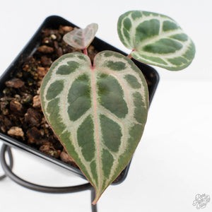 Anthurium Tortoise Shell Grey '36' x self by DocBlock® (wk29-K)
