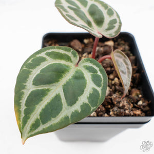 Anthurium Tortoise Shell Grey '36' x self by DocBlock® (wk29-K)