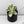 Ficus lyrata variegated fiddle leaf fig tree *Grower's Choice*
