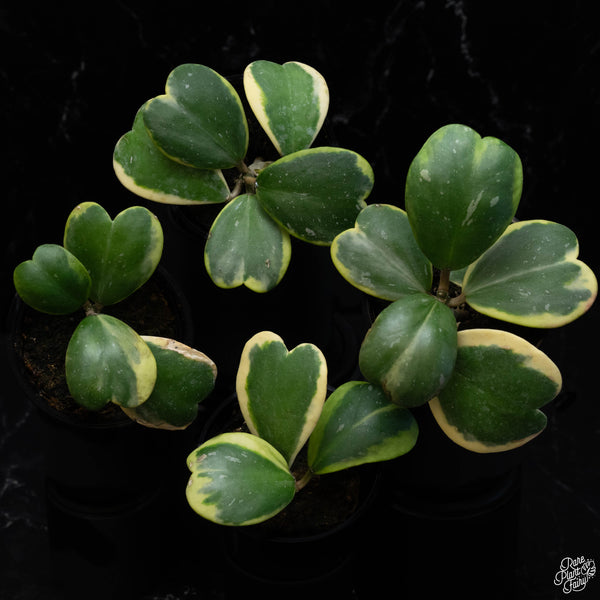 Hoya kerrii albomarginata outer variegated *Grower's Choice*