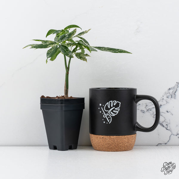 Pachira Glabra (Money Tree) variegated *Grower's choice*