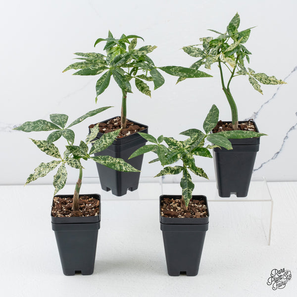 Pachira Glabra (Money Tree) variegated *Grower's choice*