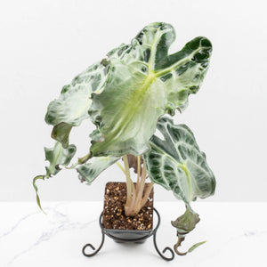 Alocasia 'Venom' *Grower's Choice*
