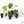 Philodendron Verrucosum 'Titanium' *Grower's choice*