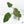 Philodendron Verrucosum 'Titanium' *Grower's choice*