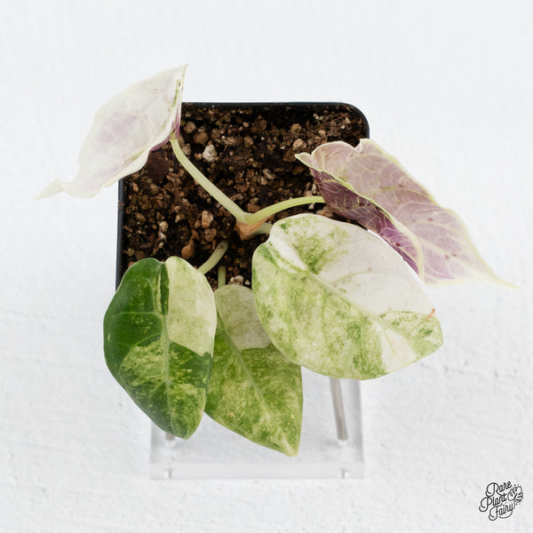 Alocasia 'Watsoniana Doff.' Pink Variegated *Grower's Choice*