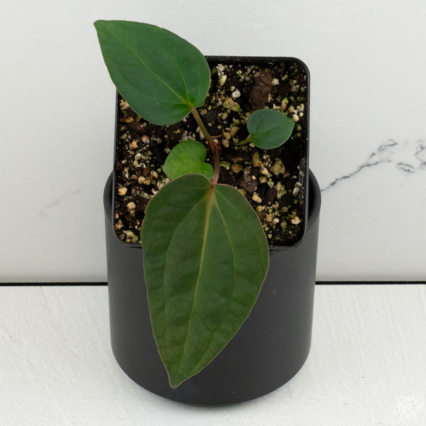 Anthurium 'Wuhoo's First Night' x self *Grower's Choice*