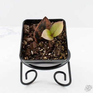 Zamioculcas Zamiifolia "Raven ZZ" Pink Variegated (wk27-UB)