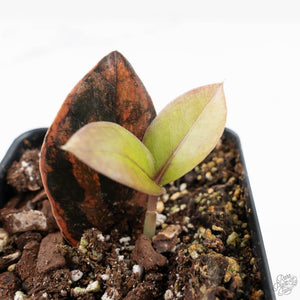 Zamioculcas Zamiifolia "Raven ZZ" Pink Variegated (wk27-UB)