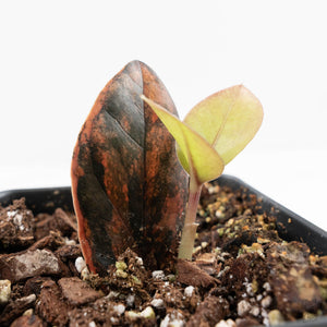 Zamioculcas Zamiifolia "Raven ZZ" Pink Variegated (wk27-UB)